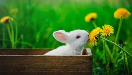 开云网站-摩洛哥队在巴黎奥运会男足比赛中展现出高效的传球配合，摩洛哥足球队主力