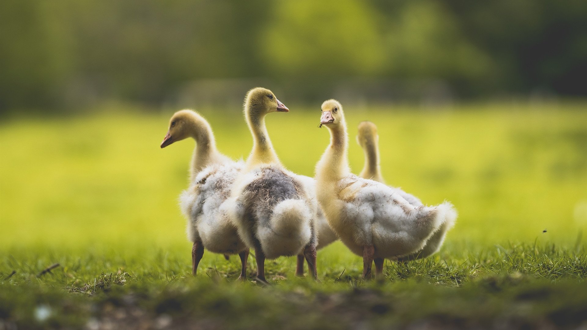 _独行侠双核驱动，实力碾压对手_，独行侠首节领先