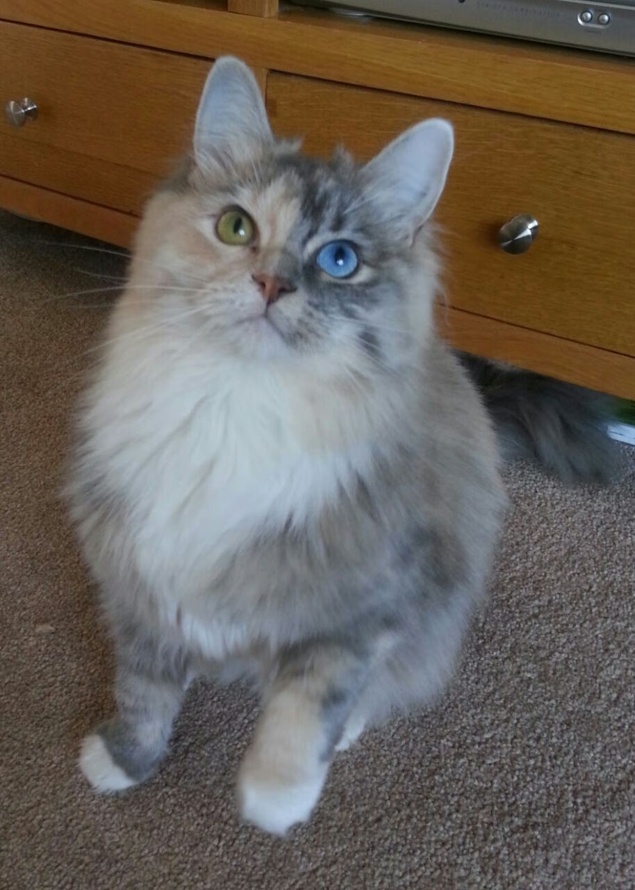 _湖人队状态稳定，誓迎季后赛新挑战_，湖人主场时隔8年再迎季后赛