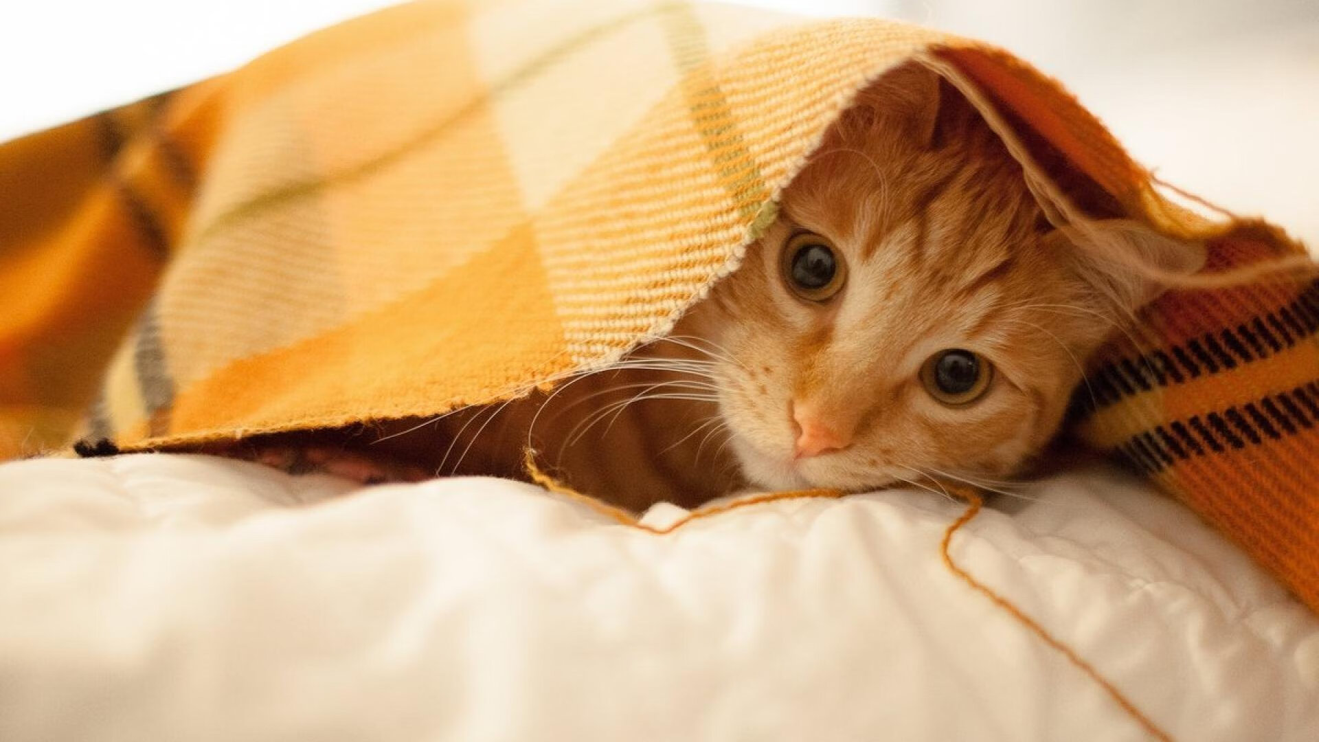 _篮网配合默契，联盟领头羊地位巩固_，篮网正式签约